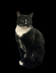 Lost Female Cat last seen Triangle RV Park, Durham, NC 27705