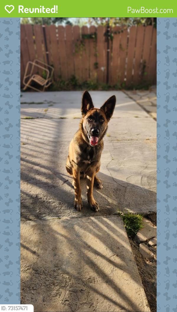 Reunited Male Dog last seen Wolford dr, La Presa, CA 91977