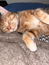 Reunited Male Cat last seen Wigwam, Henderson, NV 89074