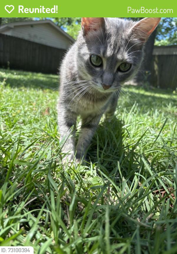 Reunited Female Cat last seen Medway rd goose creek, sc behind merchant powder coatoing, Goose Creek, SC 29445
