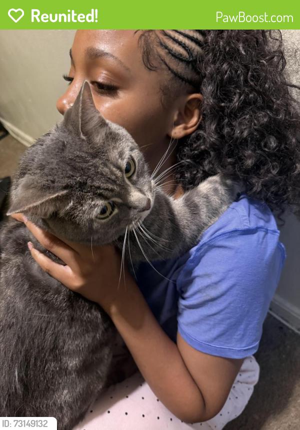 Reunited Male Cat last seen Home, Baltimore, MD 21230