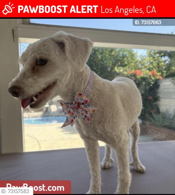 Lost Female Dog last seen Van nuys and roscoe, Los Angeles, CA 91402