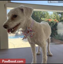 Lost Female Dog last seen Van nuys and roscoe, Los Angeles, CA 91402