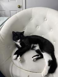 Reunited Male Cat last seen Cornfield RDG, Newtown, CT 06470