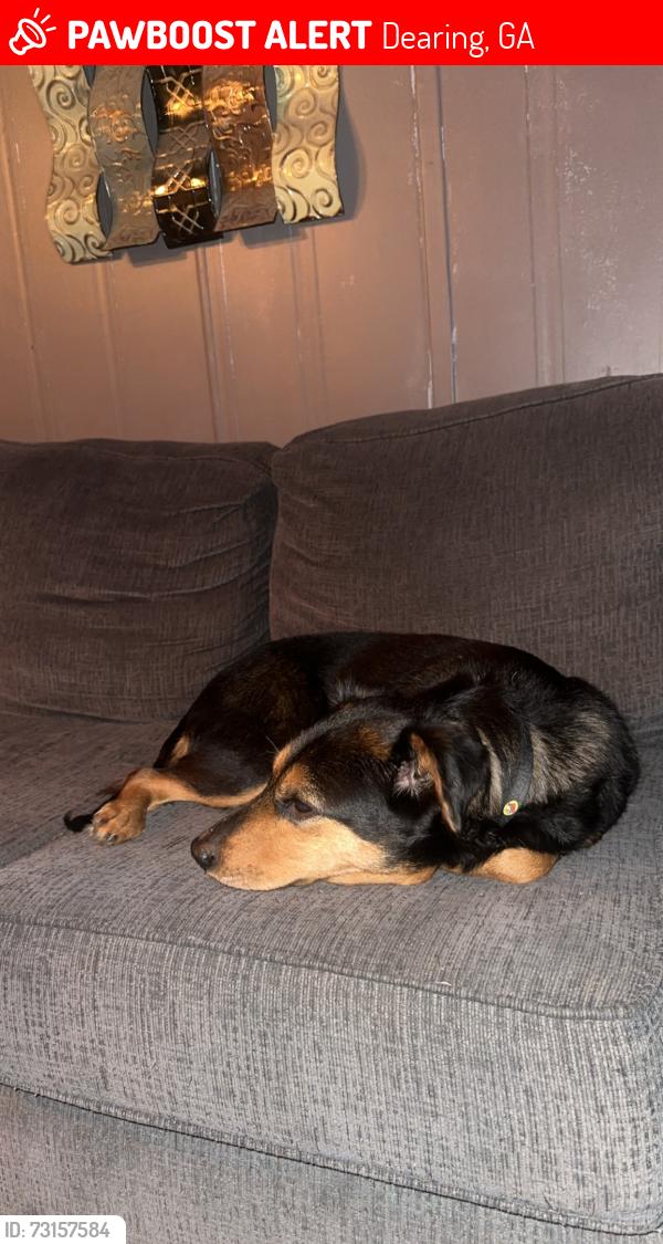 Lost Female Dog last seen Near Larkin rd lot 38 dearing ga, Dearing, GA 30808