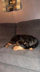 Lost Female Dog last seen Near Larkin rd lot 38 dearing ga, Dearing, GA 30808