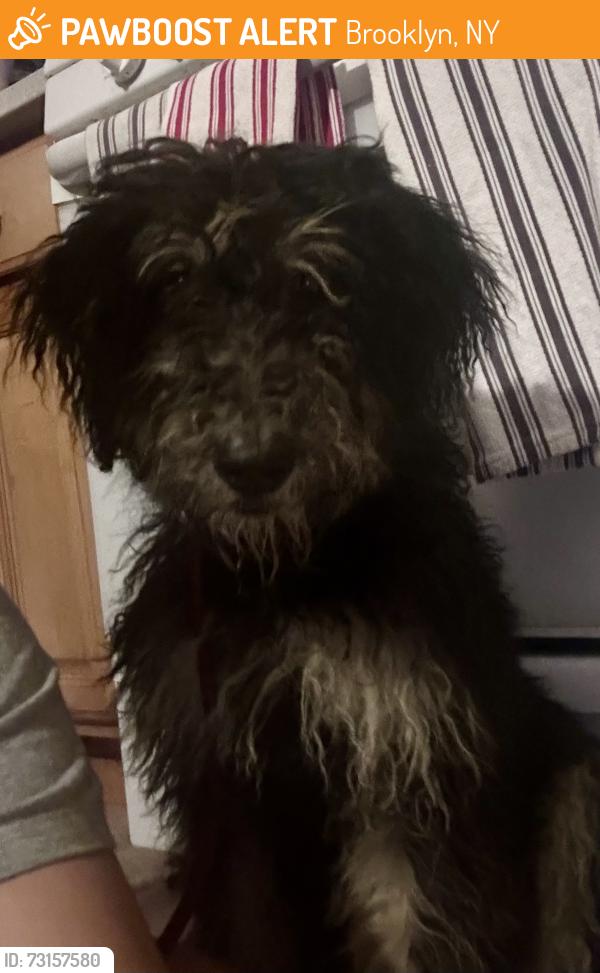 Found/Stray Female Dog last seen Conduit Boulevard, Brooklyn, NY 11208