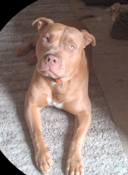Lost Female Dog last seen 7th Street and Minnesota Ave, Lynn Haven, FL 32444