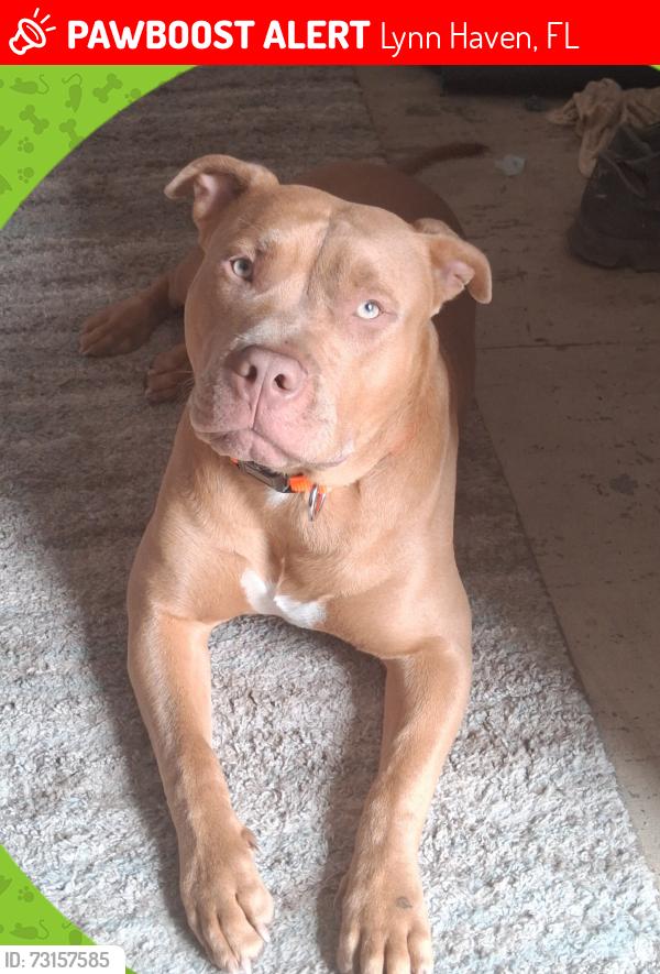 Lost Female Dog last seen 7th Street and Minnesota Ave, Lynn Haven, FL 32444
