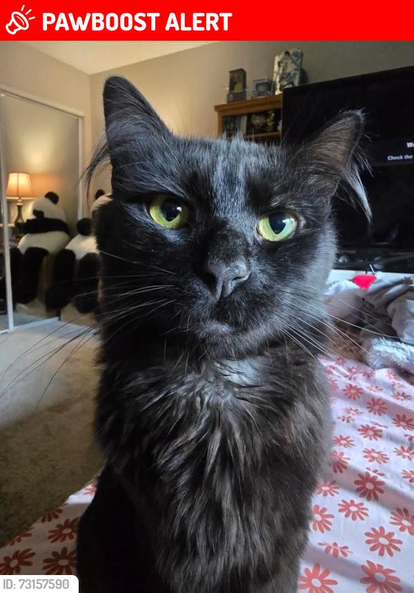 Lost Male Cat last seen Inside Alta Loma Creekside apmt complex, Rancho Cucamonga, CA 91737