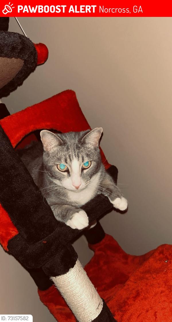 Lost Male Cat last seen Brook hollow apmts, Norcross, GA 30071
