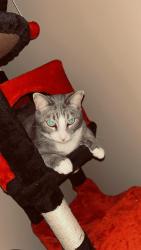 Lost Male Cat last seen Brook hollow apmts, Norcross, GA 30071