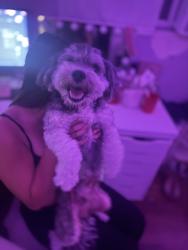 Found/Stray Male Dog last seen Ocala, Bermuda, Overfelt area, San Jose, CA 95122
