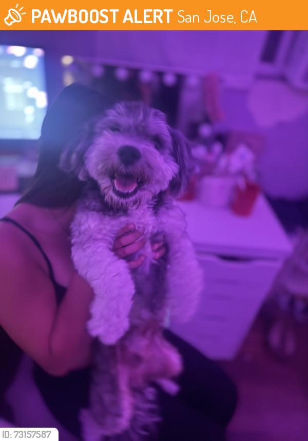 Found/Stray Male Dog last seen Ocala, Bermuda, Overfelt area, San Jose, CA 95122