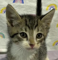 Shelter Stray Male Cat last seen Near Hwy 8 Business, El Cajon, CA, 92021, El Cajon, CA 92020, USA