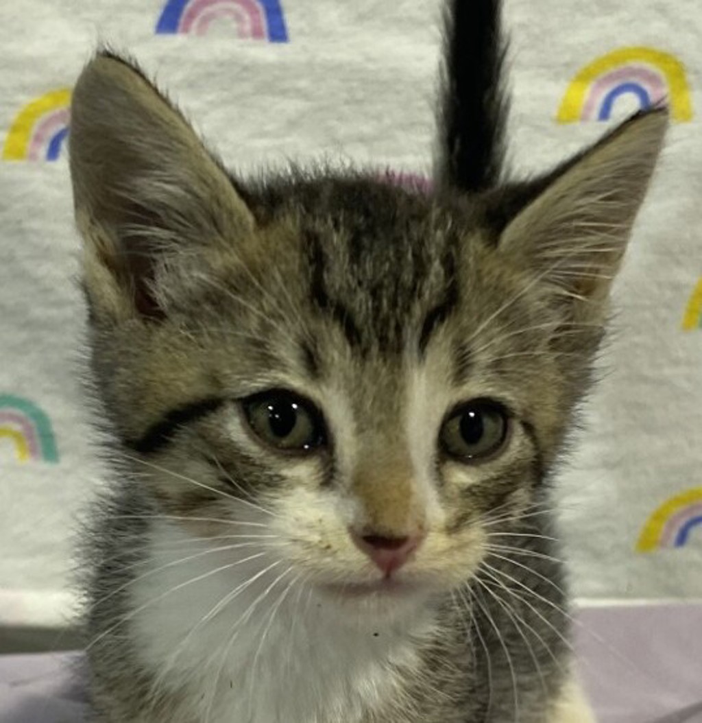 Shelter Stray Male Cat last seen Near Hwy 8 Business, El Cajon, CA, 92021, El Cajon, CA 92020, USA