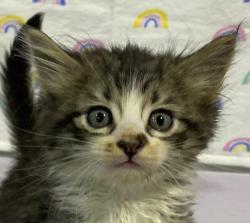 Shelter Stray Female Cat last seen Near Hwy 8 Business, El Cajon, CA, 92021, El Cajon, CA 92020, USA