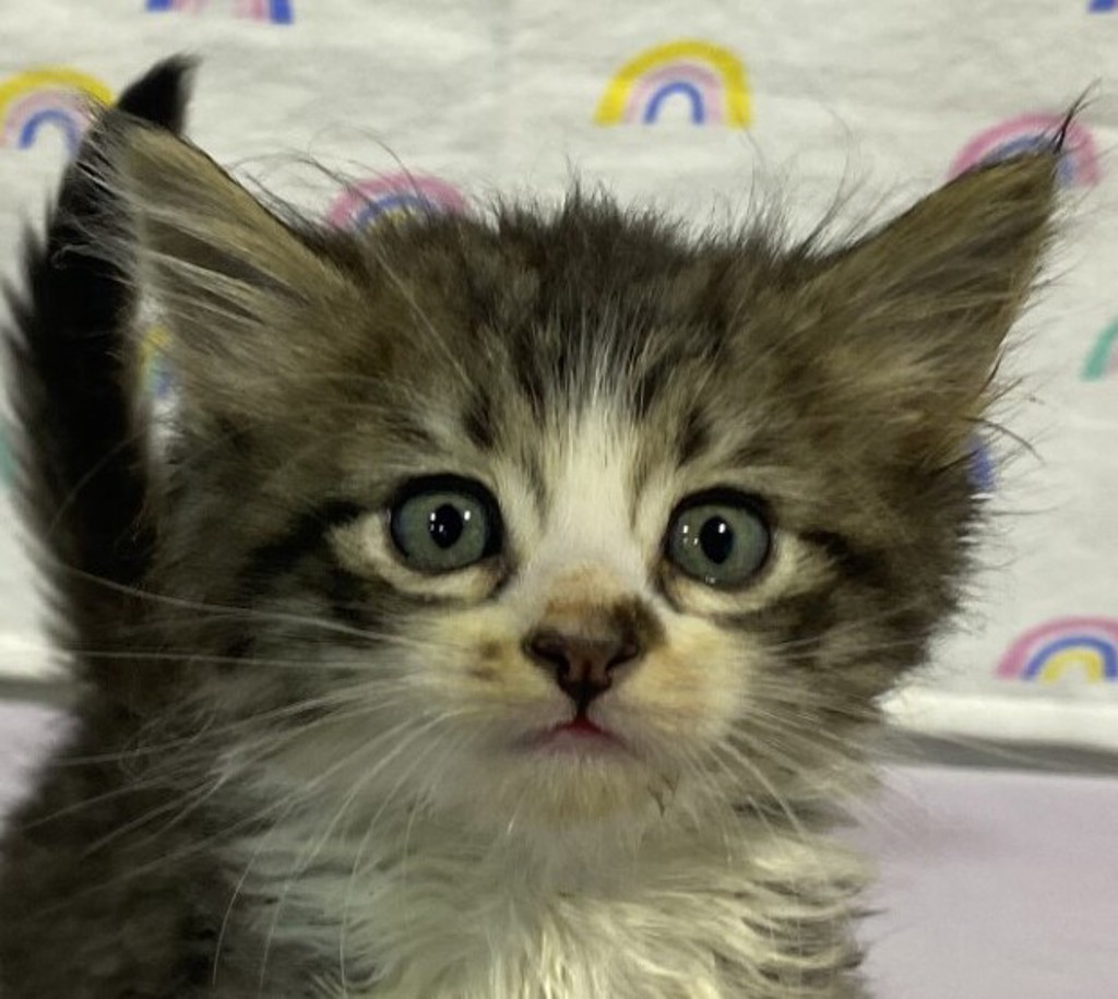 Shelter Stray Female Cat last seen Near Hwy 8 Business, El Cajon, CA, 92021, El Cajon, CA 92020, USA
