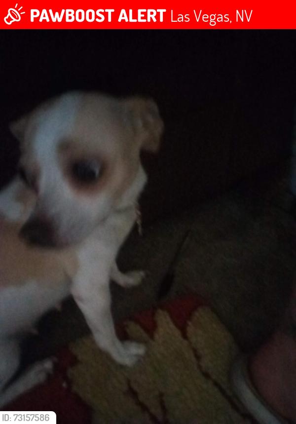 Lost Female Dog last seen 24/7 storage, Las Vegas, NV 89106
