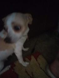 Lost Female Dog last seen 24/7 storage, Las Vegas, NV 89106