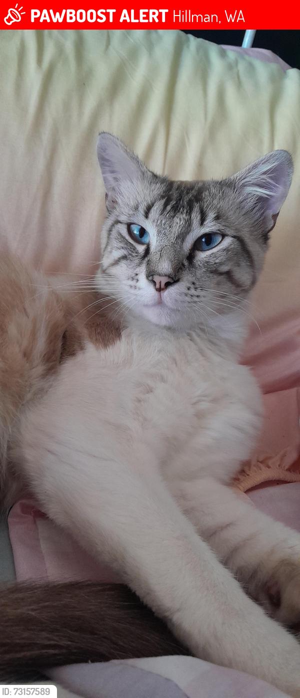 Lost Male Cat last seen Hillman primary school, Hillman, WA 6168