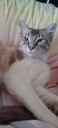 Lost Male Cat last seen Hillman primary school, Hillman, WA 6168