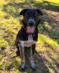 Reunited Female Dog last seen Near Ridgerock Drive, Canyon Lake, TX 78133, Canyon Lake, TX 78133