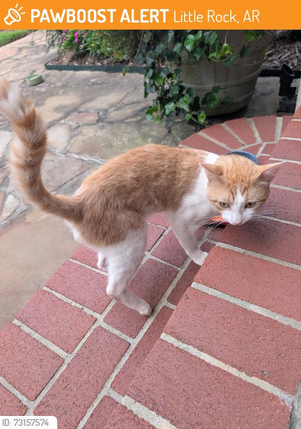 Found/Stray Unknown Cat last seen Chenal Valley Drive, Little Rock, AR 72223