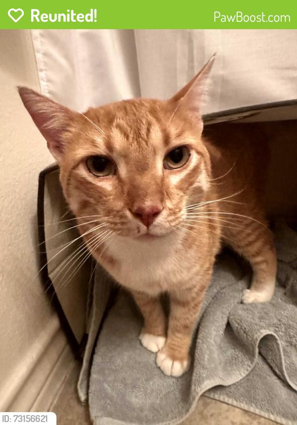 Reunited Male Cat last seen 79th. Pflumm, Shawnee, KS 66216