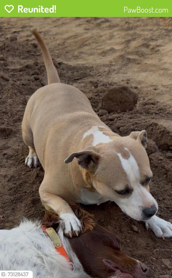Reunited Female Dog last seen I St, Rio Linda, CA between 24th & 26th St, Rio Linda, CA 95673