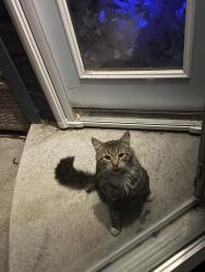 Found/Stray Unknown Cat last seen E Iowa dr, Boise, ID 83706