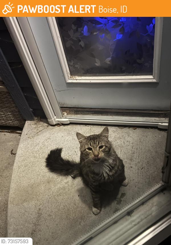 Found/Stray Unknown Cat last seen E Iowa dr, Boise, ID 83706