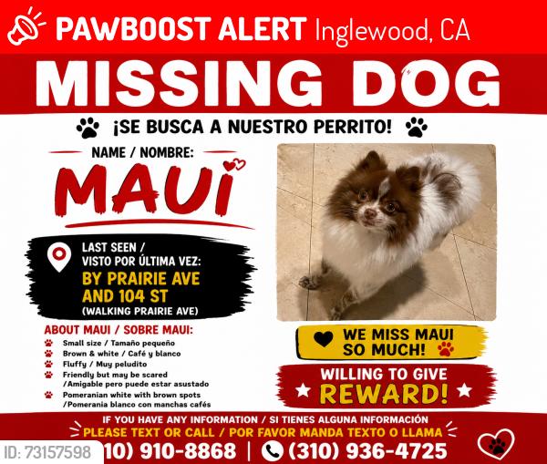 Lost Male Dog last seen Between 104th and 105th, Inglewood, CA 90303