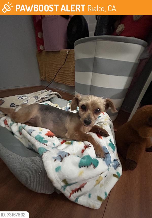 Found/Stray Female Dog last seen Near north beechwood ave 92377, Rialto, CA 92377