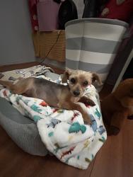 Found/Stray Female Dog last seen Near north beechwood ave 92377, Rialto, CA 92377
