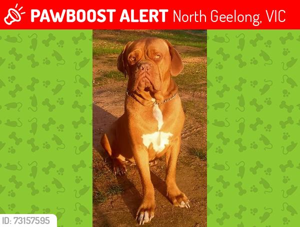 Lost Female Dog last seen Unknown, North Geelong, VIC 3215