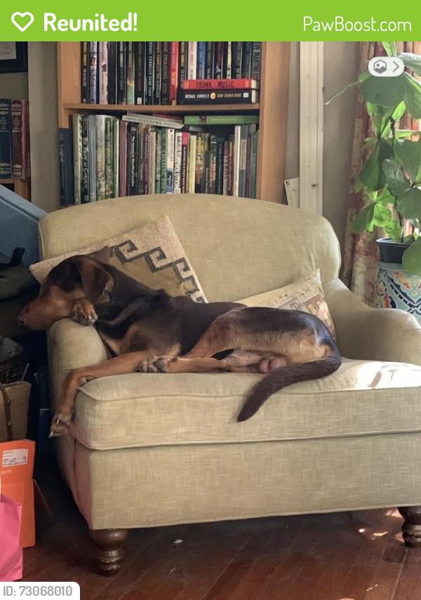 Reunited Male Dog last seen Mr. Vernon, Columbia, SC 29203