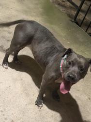 Lost Female Dog last seen apmts on Hammond drive, Houston, TX 77065