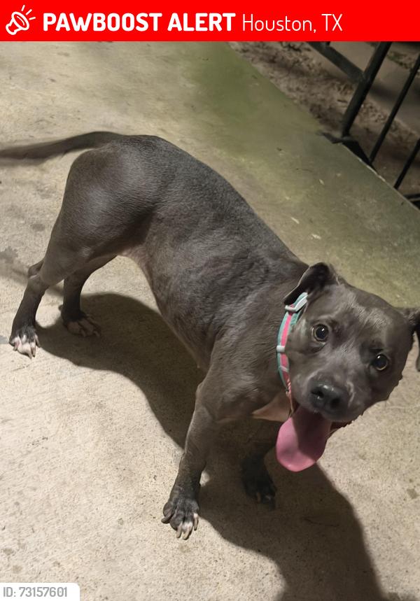 Lost Female Dog last seen apmts on Hammond drive, Houston, TX 77065