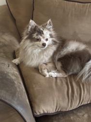 Reunited Female Dog last seen Near hour fitness, Kent, WA 98031