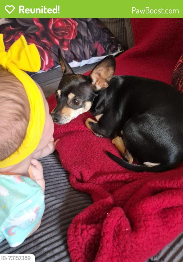 Reunited Female Dog last seen 59th ave & alice, Glendale, AZ 85302