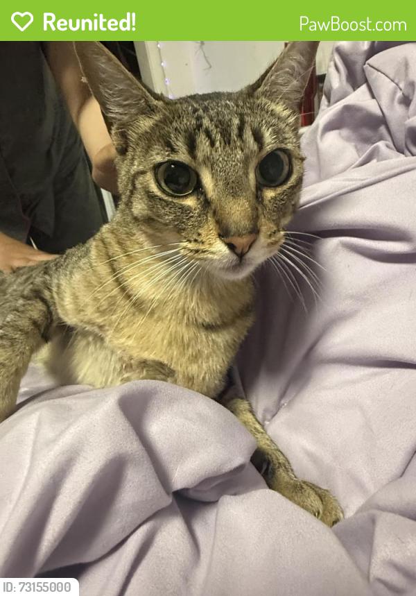 Reunited Female Cat last seen White rd, San Jose, CA 95127