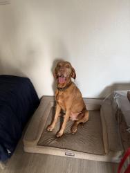 Reunited Male Dog last seen South lamar, Austin, TX 78704