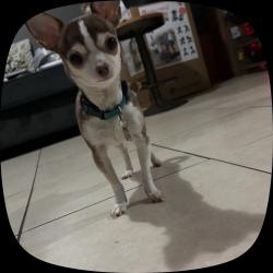 Reunited Female Dog last seen Near, Chester, PA 19013