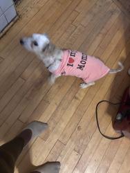 Reunited Female Dog last seen Near S Campbell Ave, Chicago, IL 60617