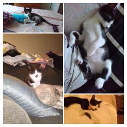 Lost Male Cat last seen Deerpark drive and placentia ave, Fullerton, CA 92831