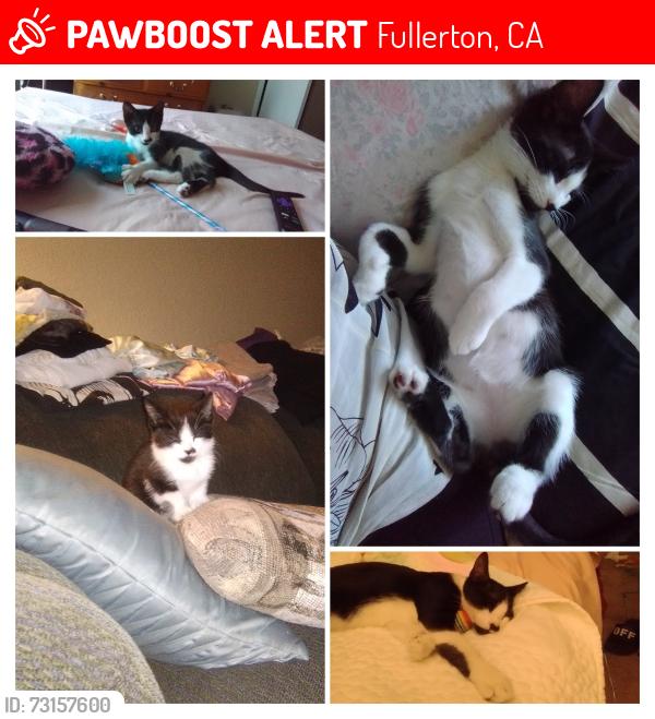 Lost Male Cat last seen Deerpark drive and placentia ave, Fullerton, CA 92831