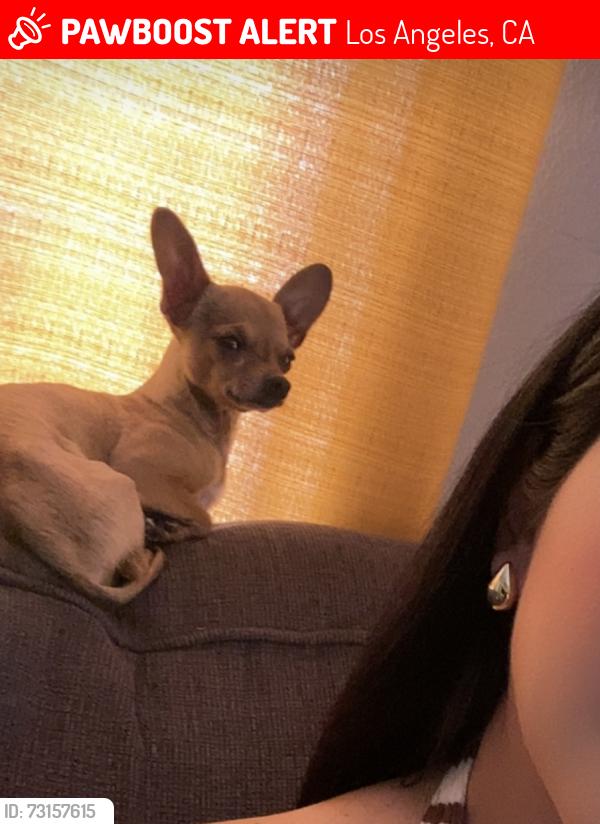 Lost Male Dog last seen Ave 64, Los Angeles, CA 90042