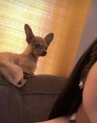 Lost Male Dog last seen Ave 64, Los Angeles, CA 90042