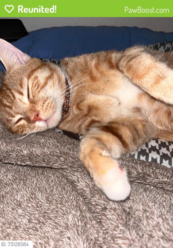 Reunited Male Cat last seen Wigwam, Henderson, NV 89074